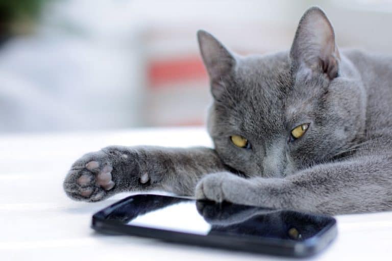 5 Cool iPhone Apps for Cat Lovers