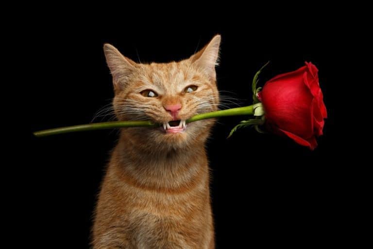 10 Unique Cat Gifts for Your Favorite Cat Mom this Mother’s Day