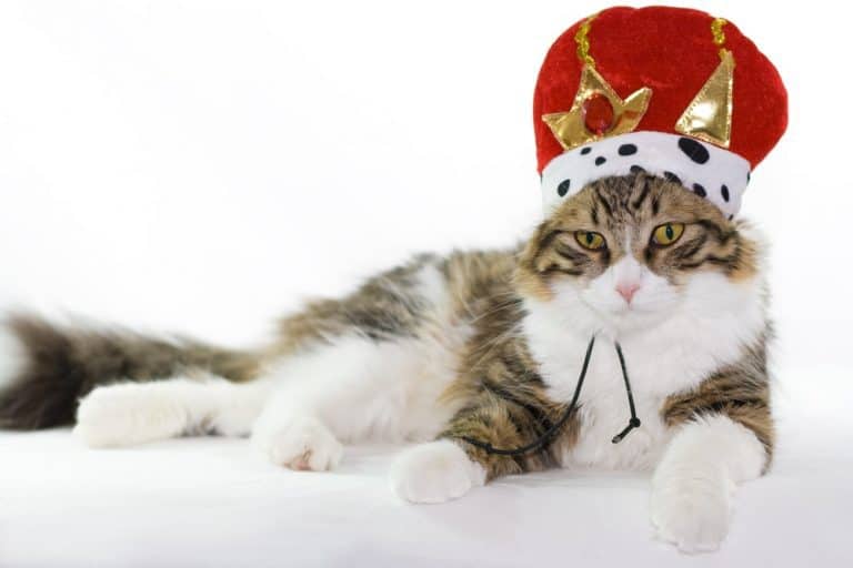 21 Tweets That Prove Cats Will Always Be The Kings Of The Internet