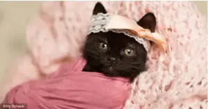 Drop Everything and Look at This Right Meow: A Photographer Did A Newborn Photo Shoot For Her Kitten!