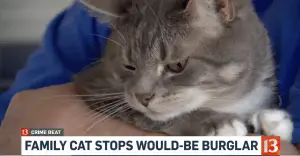 Who Needs a Guard Dog? Family Cat Stops a Would-Be Burglar!