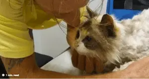 20-Year-Old Blind Cat Finds Her Way Back Home… After Months of Being Lost