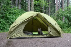 New Instagram Trend Might Inspire You to Take Your Cat on an Adventure!