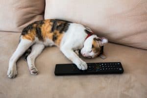Who Is Your Favorite TV Cat? Vote Here!