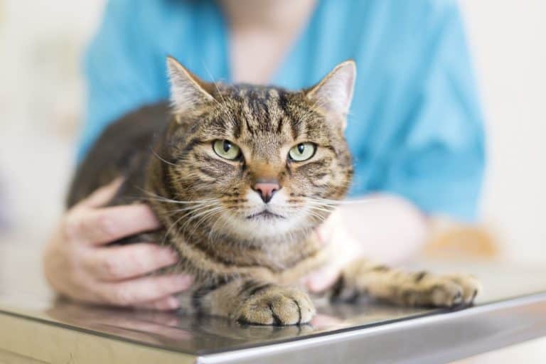 Wait, the Deadly Dog Flu is Contagious to CATS?!