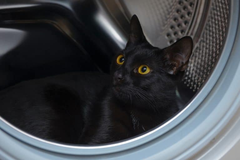 Grandma Issues Warning After Cat Dies in Horrible Washing Machine Accident