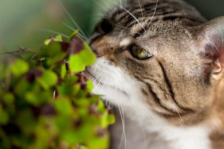 Watch Out for These 199 Poisonous Plants!