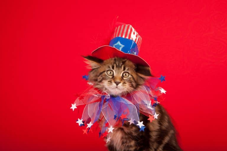 5 Tips for a Safe & Happy Independence Day with Your Cat