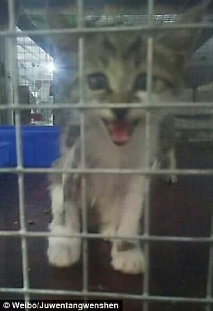 The kitten is at a rescue center now and is waiting for a new owner.
