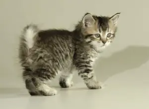 Can You Identify These Cat Breeds by Their Baby Pictures?