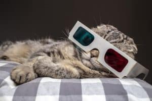 6 Cat Documentaries You Should Watch Right Meow