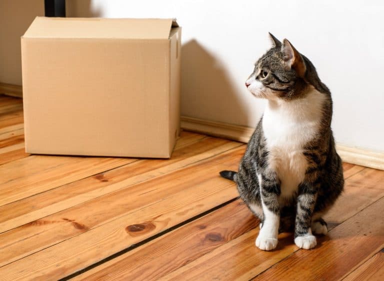 Clever Tips for Moving House with a Cat