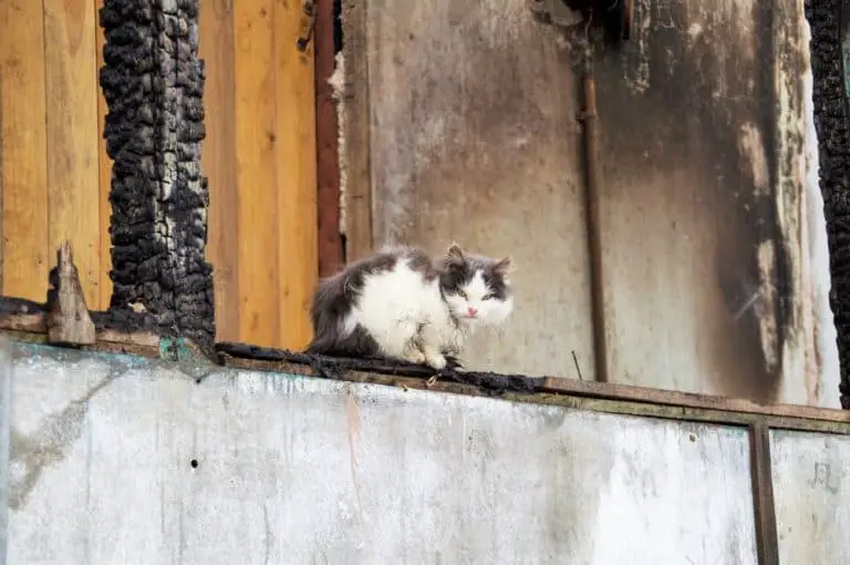 The Three Biggest Fire Safety Mistakes Pet Parents Make