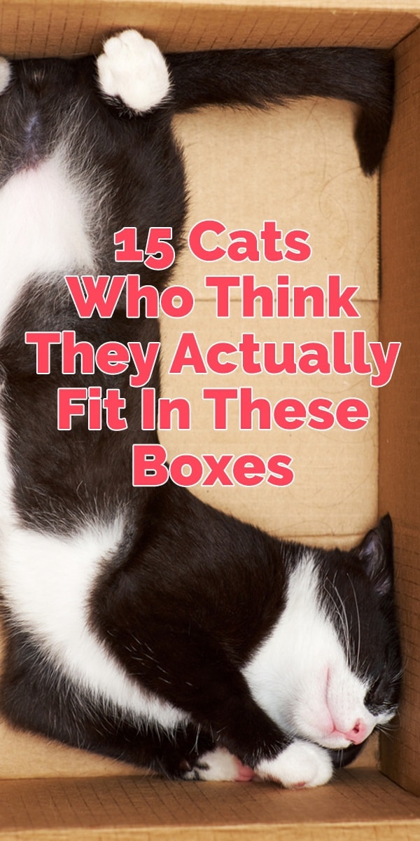 15 cat boxes
