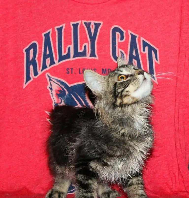 The Saga Continues: Rally Cat Will NOT Be Going Back to the Cardinals