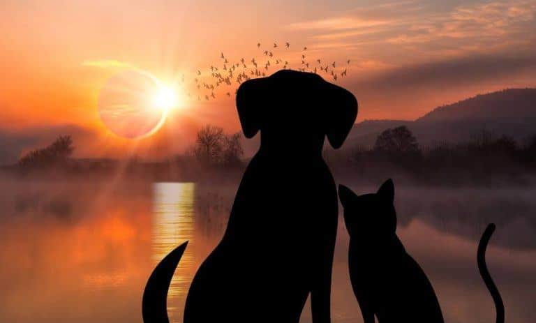 How Will Your Pets React to the 2024 Total Solar Eclipse?