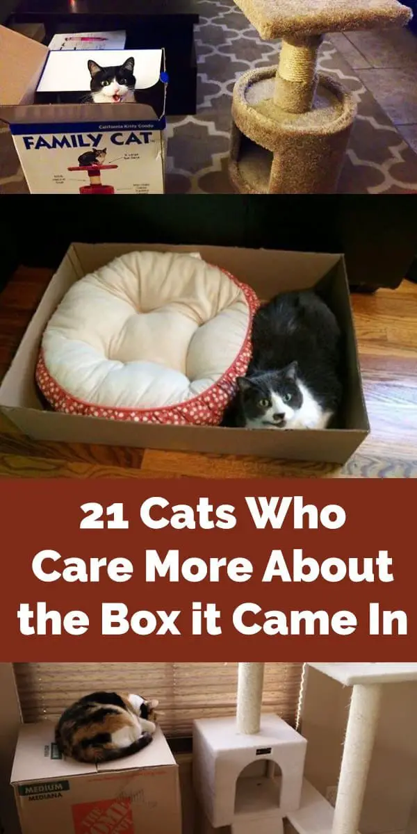 21 cats box