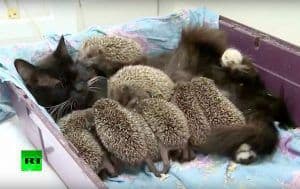 Cat Becomes Foster Mom to 8 Orphaned Baby Hedgehogs (and it’s So Cute You’ll Squeal!)