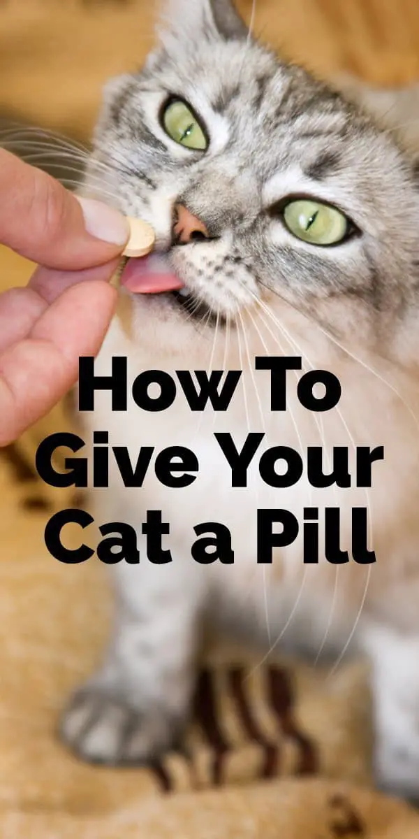 cat a pill