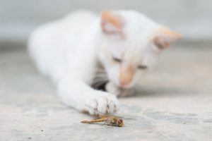 Bug Out: Pet Food Might Use Flies and Worms as Protein Source