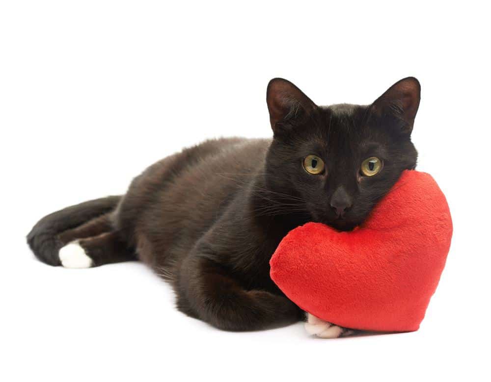 5 Reasons We Love Black Cats