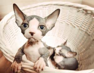 No Hair, Don’t Care: 17 Hairless Cats Taking Nude to a Whole New Level!