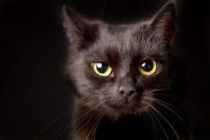 Quiz: How Much Do You *Really* Know About Black Cats?