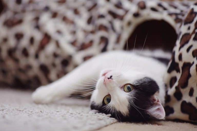 Dr. Ernie Ward: 3 Habits of Happy, Healthy Cats