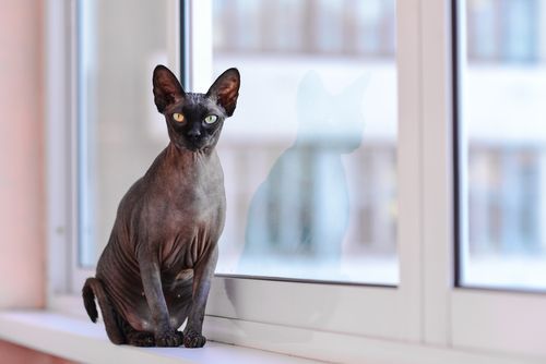 No Hair, Don't Care: 17 Hairless Cats Taking Nude to a Whole New Level! -  The Catington Post