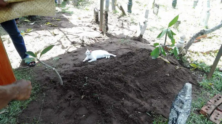 Cat Appears During Funeral and Refuses to Leave Man’s Grave