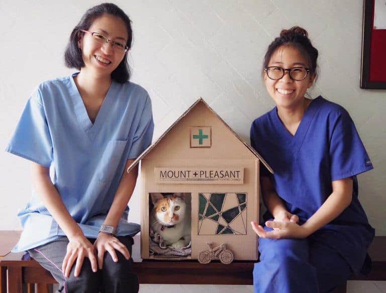 This Vet Clinic Creates the Coolest Cardboard Houses for their Resident Kitty