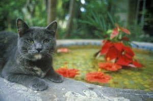 Hemingway’s Famous 6-Toed Cats Survive Hurricane Irma
