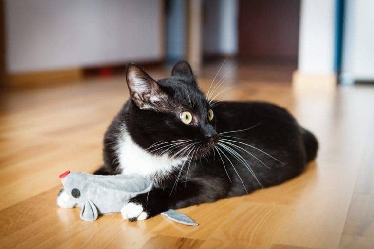 Refresh Your Cat’s Toys With This Simple DIY Catnip Bag