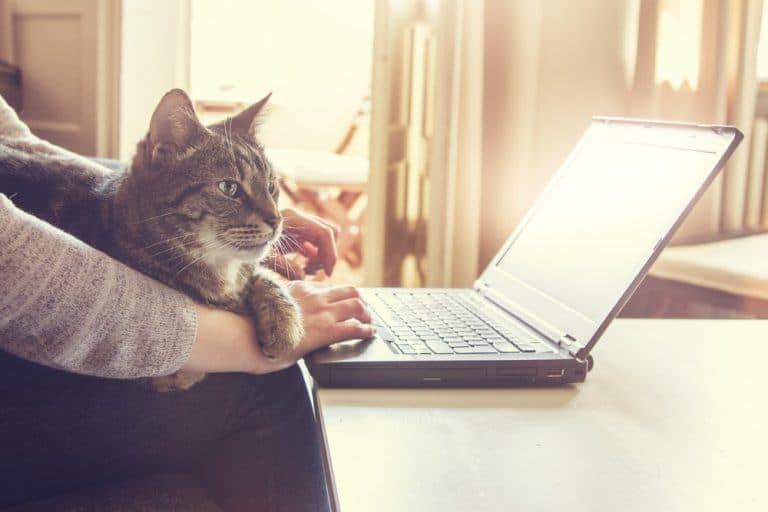Why You Want to Be In A Kitty Cat Facebook Group and 10 Handpicked Just for You