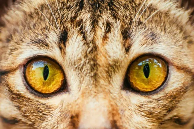 5 Photography Tips to Make Your Cat a Social Media Diva