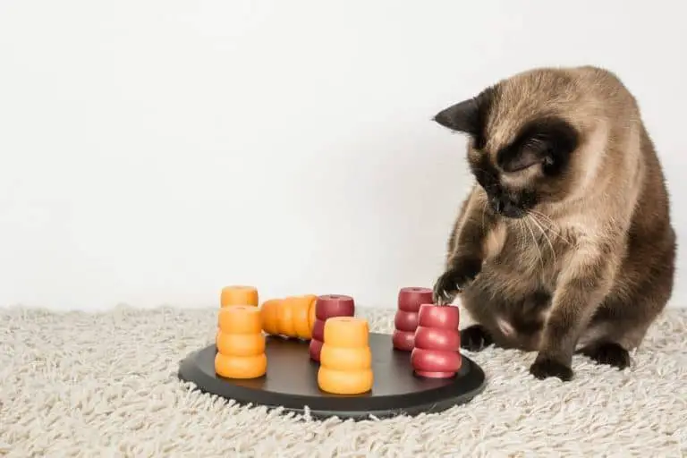 How Create a Better Environment for Your Cat Through Foraging
