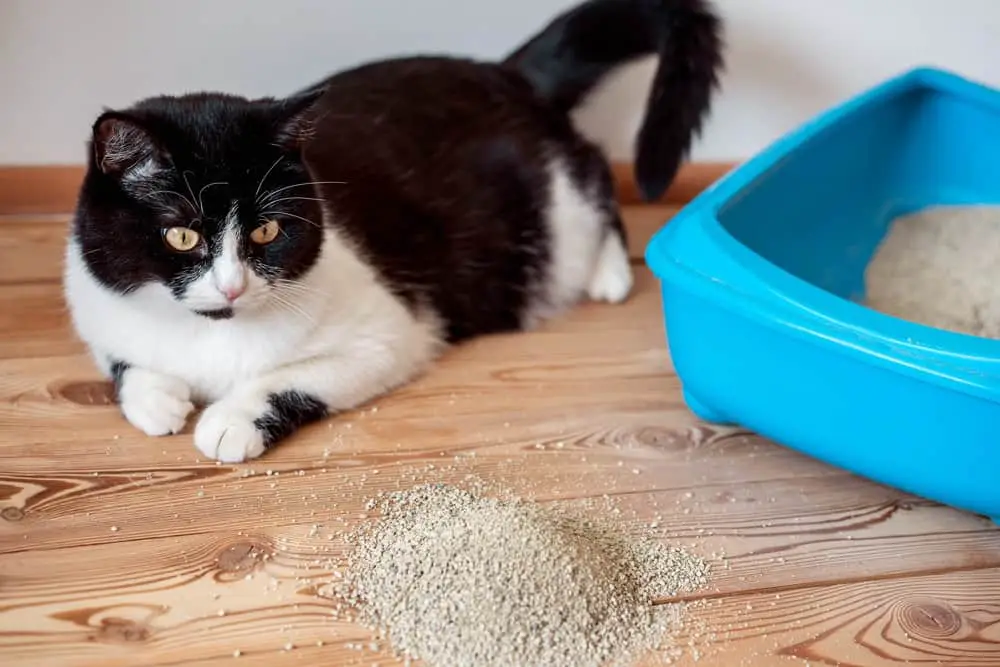 how to store cat litter