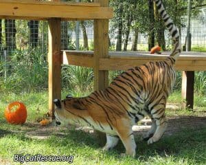VIDEO: Halloween Came Early for the Animals at Big Cat Rescue!