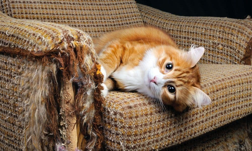 Repair Damage Caused By Cats, Will Cats Destroy Leather Furniture