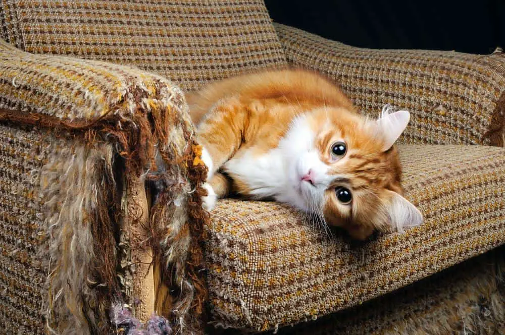 Cat tearing up carpet sale