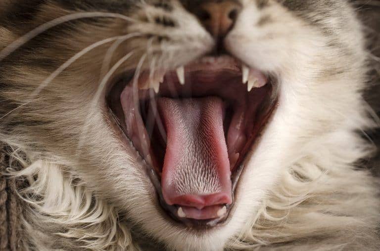 3 Reasons Your Kitty Cat’s Tongue Is So Incredibly Useful