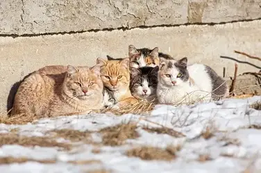 How To Build a Winter Cat Shelter in 5 Easy Steps - Thistle Downs Farm