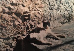 It All Began With a Cat Named Lizzie…