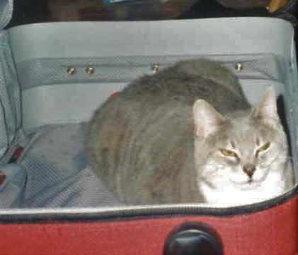 Lucy in my suitcase 2