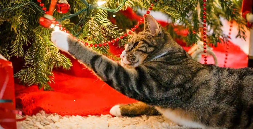 How To Cat Proof The Christmas Tree The Catington Post