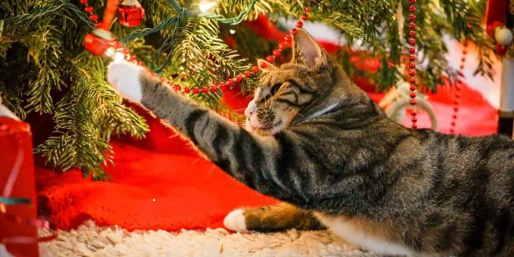 How To Cat Proof The Christmas Tree The Catington Post