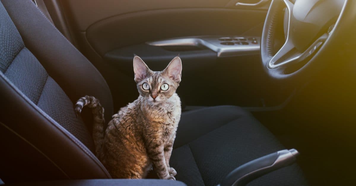 Taking Your Cat on a Road Trip? Plan Ahead And It Can Go Off Without a Hitch!