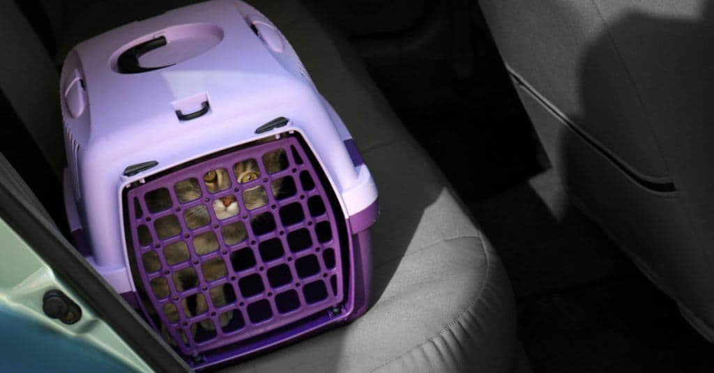 traveling with a cat in a carrier