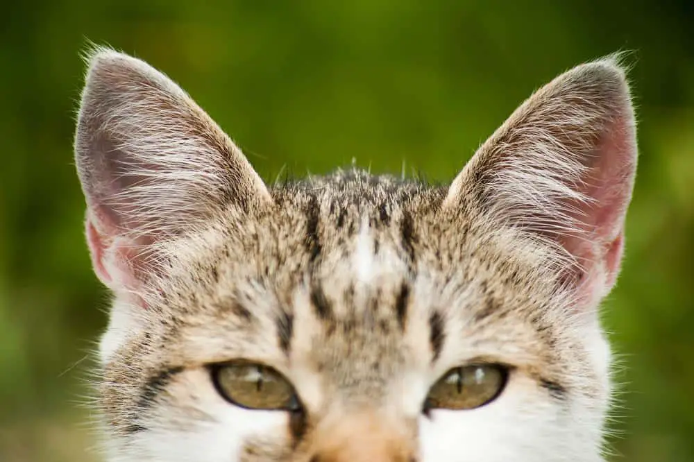 can cats hear high pitched noises like dogs