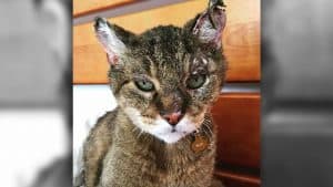 Missing for 10 Years, Cat Finds Way Home After California Wildfires